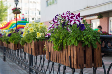 Decoration of fresh flowers on the street of the city.A beautiful city in summer.