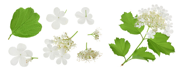 Viburnum flower isolated on a white background. Top view. Flat lay.