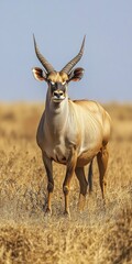 Fototapeta premium Lord Derby Eland: Giant Antelope in Bandia Reserve, Senegal. African Baobab Safari