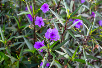 Blue tropical flowers of Mexican petunia. Beautiful bells on a green background