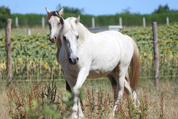 Obraz premium Young sport stallions galloping on meadow during summer morning agricultural farm scene