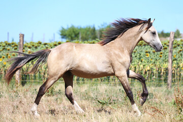 Obraz premium Young sport stallions galloping on meadow during summer morning agricultural farm scene