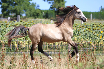 Young sport stallions galloping on meadow during summer morning agricultural farm scene