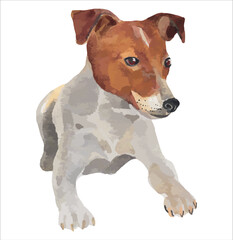 Watercolour painting dog, jack russell terrier puppy on white background , vector print.