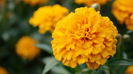 Fototapeta premium A close-up of a yellow marigold flower in the field with a magical scene.