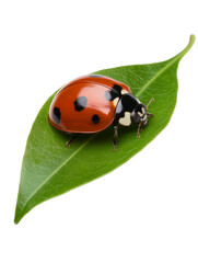 Fototapeta premium red ladybug on green leaf isolated on transparent background