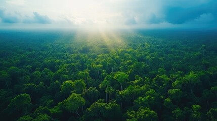 An aerial view of a vast rainforest, with the treetops forming a continuous green canopy under a bright blue sky.