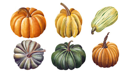 Hand drawn illustration of pumpkins, isolated on white background. Set of pumpkins of different colors. October decoration. PNG clipart for postcards and Hslloween decoration. 