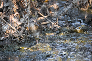 A young water rail stands in the swamp toward the camera lens.