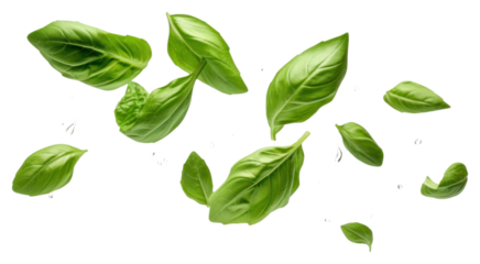 PNG  Levitating basil leaves food vegetable plant.