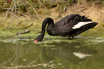 The black swan (Cygnus atratus). Species of swan from Australia.