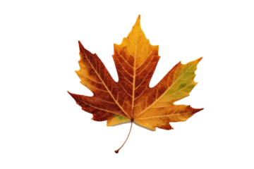 An impeccably clear, high-resolution stock photo showcasing a lone autumn leaf, its colors brilliantly transitioning from green to amber, isolated on a crisp, stark white background