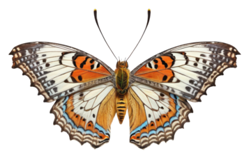 Single butterfly in macro photography style, full body isolation against a pristine white background, displaying intricate wing pattern details, color saturation for vividness