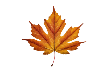 Autumn leaf, high resolution, isolated against a white backdrop, intact and showcasing the natural textures, vivid reds or oranges typical of the season