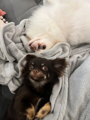 Chihuahuas