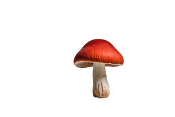 Single red mushroom, cap centered, stalk slightly off-center, isolated on a stark white background, minimalist composition, studio lighting, shadow beneath for depth