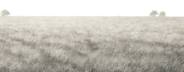 PNG Grass field backgrounds outdoors horizon.