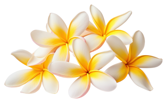 PNG Frangipani flower petal plant.