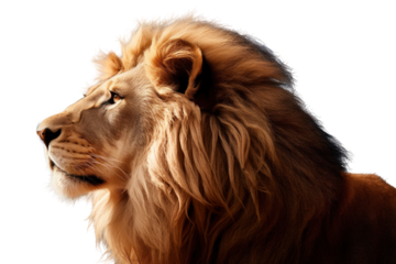 PNG Majestic lion profile portrait