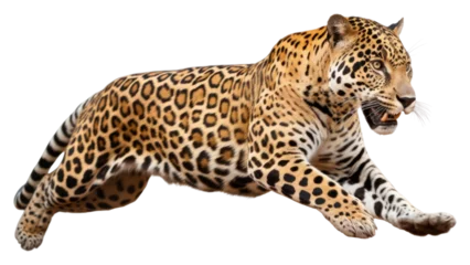  PNG Jumping jaguar wildlife leopard animal. © Rawpixel.com