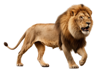 PNG Jumping lion wildlife mammal animal.