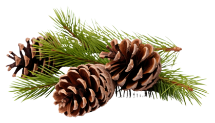 PNG Fir branches with cones in the corner plant tree pine.