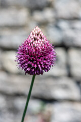 Close up of a round headed garlic (allium sphaerocephalon) flower in bloom