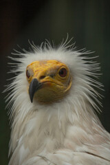Vulture portait with black background.