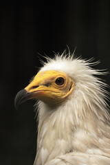 Vulture portait with black background.