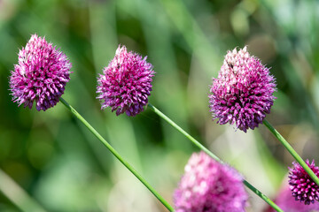 Round headed garlic (allium sphaerocephalon) flowers in bloom