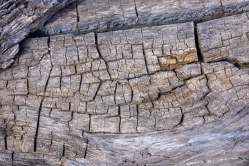 Dried Up Old Wood With Texture