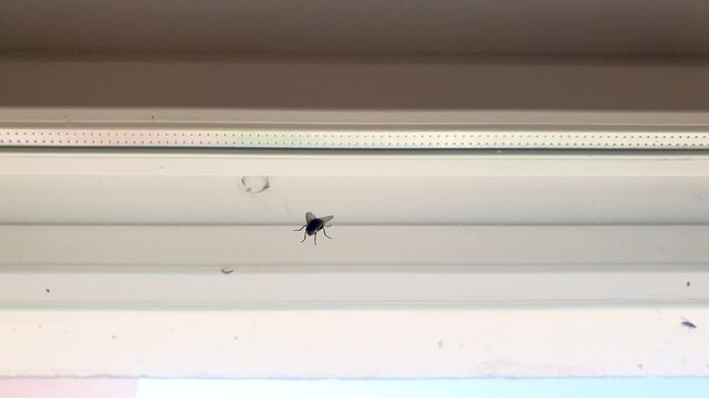 A fly is an insect on the glass of a window. Fly pest, parasite insect in the room.