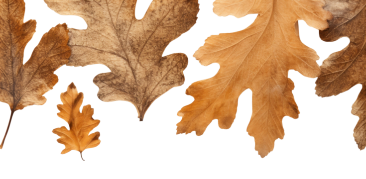 PNG  Real pressed oak leaves backgrounds textured plant. - Powered by Adobe