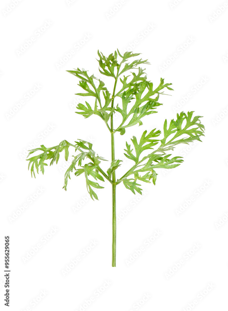 Wall mural One green carrot twig isolated on white