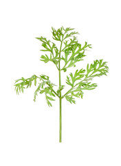 One green carrot twig isolated on white