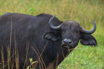Fototapeta premium African buffalo
