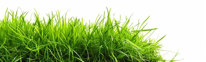 Naklejka premium Grass isolated on white background, green grass border banner design. Spring or summer landscape