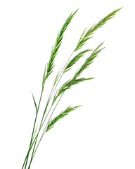 Fototapeta premium Blades Of Grass. Long Green Stalks of Grass Isolated on White Background