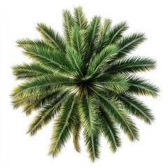 Fototapeta premium Palm Trees Top View. Date Palm Tree Isolated on White Background with Green Leaves