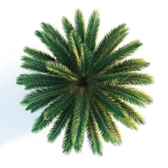 Palm Trees Top View. Date Palm Tree Isolated on White Background