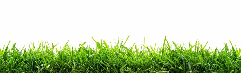 Fototapeta premium Grass isolated on white background, green grass border banner design. Spring or summer landscape
