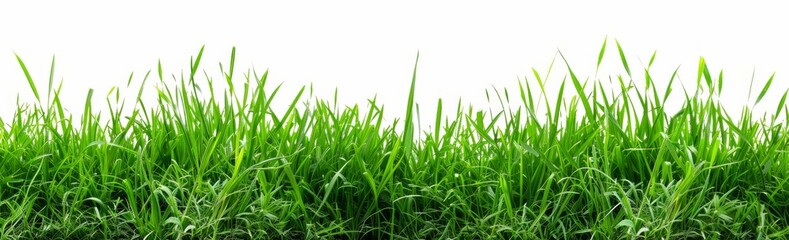 Fototapeta premium Grass isolated on white background, green grass border banner design. Spring or summer landscape