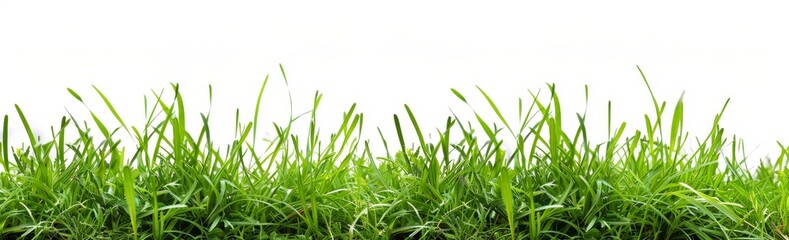 Obraz premium Grass isolated on white background, green grass border banner design. Spring or summer landscape