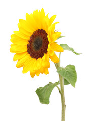 Obraz premium One beautiful sunflower with bright petals isolated on white