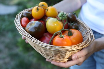 Woman holding wicker basket of different fresh tomatoes outdoors, closeup
