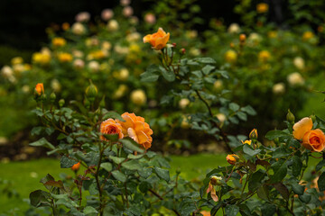 Side view of multiple orange roses of the variety 