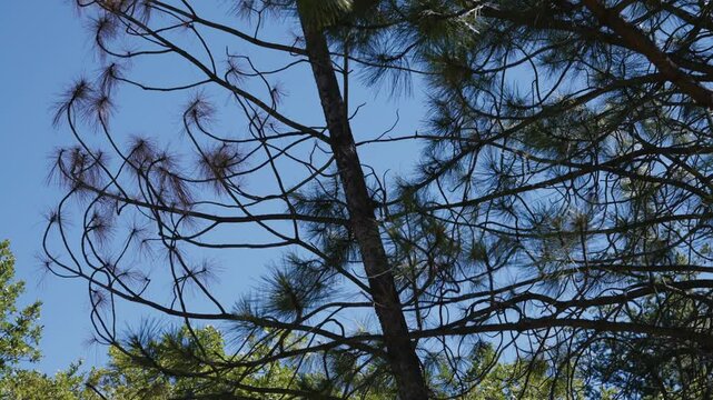 Tree Felling Cutting and Falling