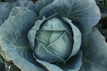 Obraz premium Green cabbage growing in field, closeup view