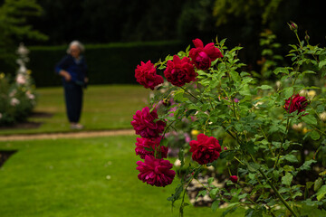 Fototapeta premium Multiple red roses of the variety 