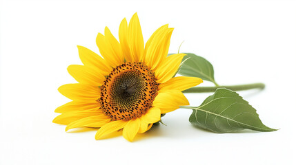 Fototapeta premium sunflower isolated on white background